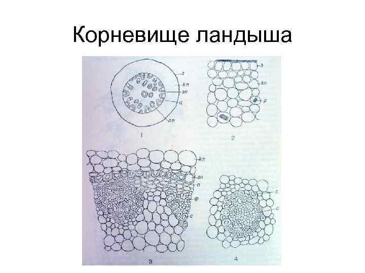 Корневище ландыша 