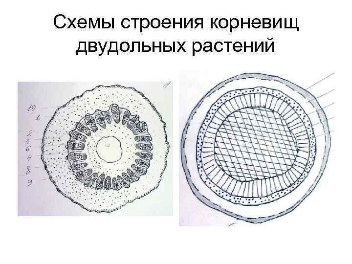 Схемы строения корневищ двудольных растений 