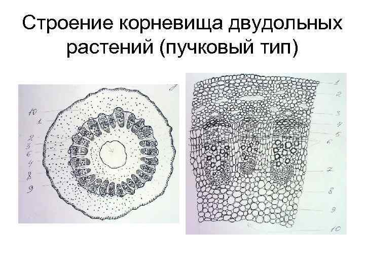 Строение корневища двудольных растений (пучковый тип) 