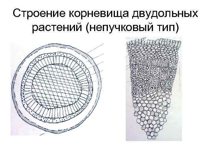 Строение корневища двудольных растений (непучковый тип) 