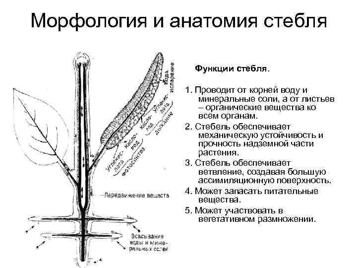 Морфология и анатомия стебля Функции стебля. 1. Проводит от корней воду и минеральные соли,
