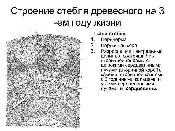 Строение стебля древесного на 3 -ем году жизни Ткани стебля. 1. Перидерма 2. Первичная