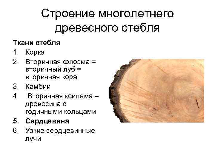 Строение многолетнего древесного стебля Ткани стебля 1. Корка 2. Вторичная флоэма = вторичный луб
