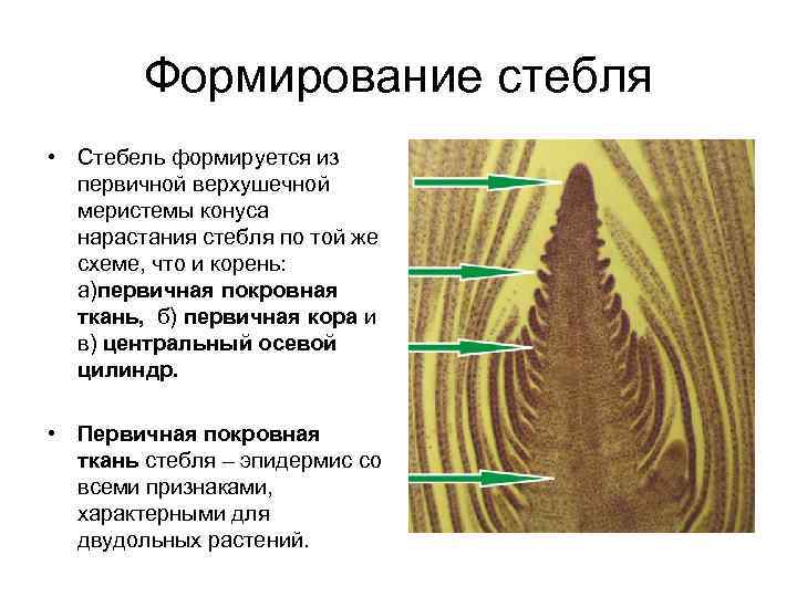 Формирование стебля • Стебель формируется из первичной верхушечной меристемы конуса нарастания стебля по той