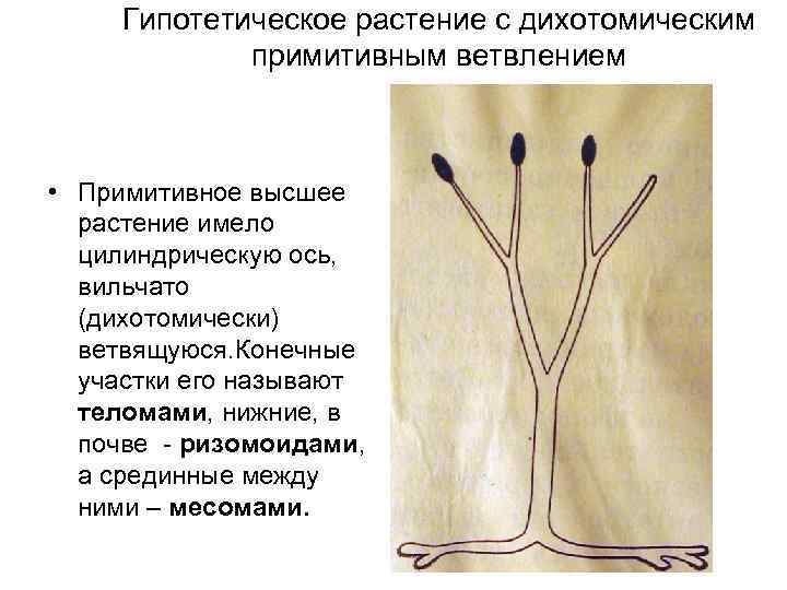 Дихотомическая картина мира