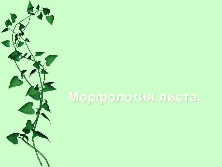 Морфология листа. 
