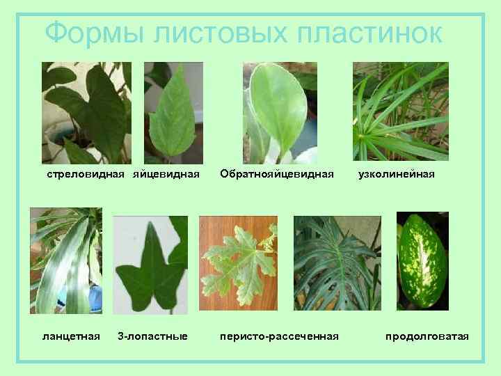 Формы листовых пластинок стреловидная яйцевидная ланцетная 3 -лопастные Обратнояйцевидная перисто-рассеченная узколинейная продолговатая 