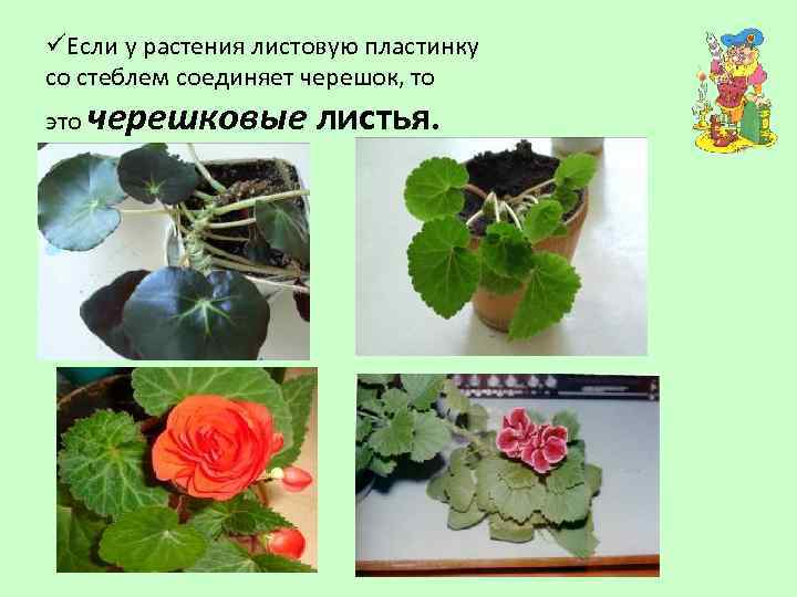 üЕсли у растения листовую пластинку со стеблем соединяет черешок, то это черешковые листья. 