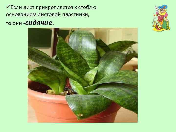 üЕсли лист прикрепляется к стеблю основанием листовой пластинки, то они -сидячие. 