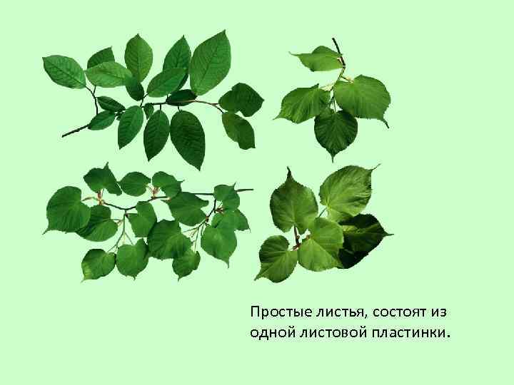 Простые листья, состоят из одной листовой пластинки. 