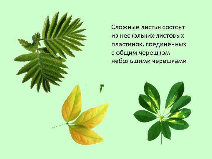 Сложные листья состоят из нескольких листовых пластинок, соединённых с общим черешком небольшими черешками 