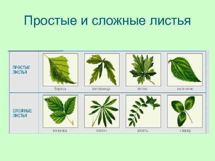 Простые и сложные листья 