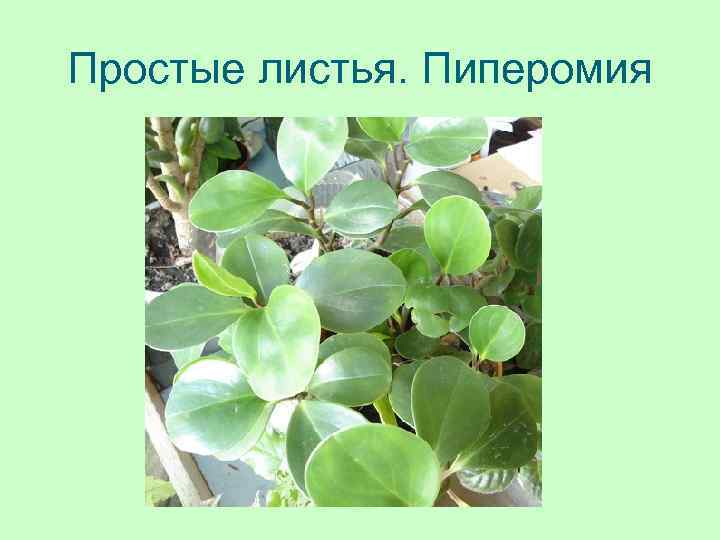 Простые листья. Пиперомия 