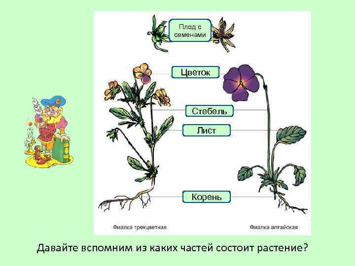 Плод с семенами Цветок Стебель Лист Корень Давайте вспомним из каких частей состоит растение?