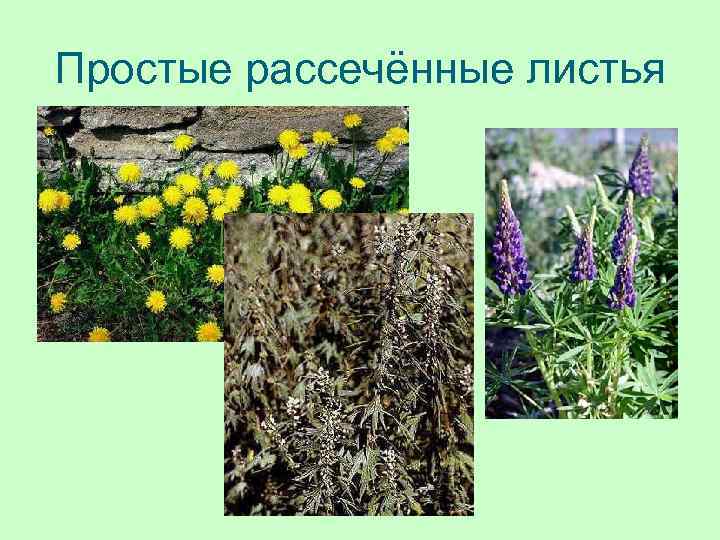 Простые рассечённые листья 