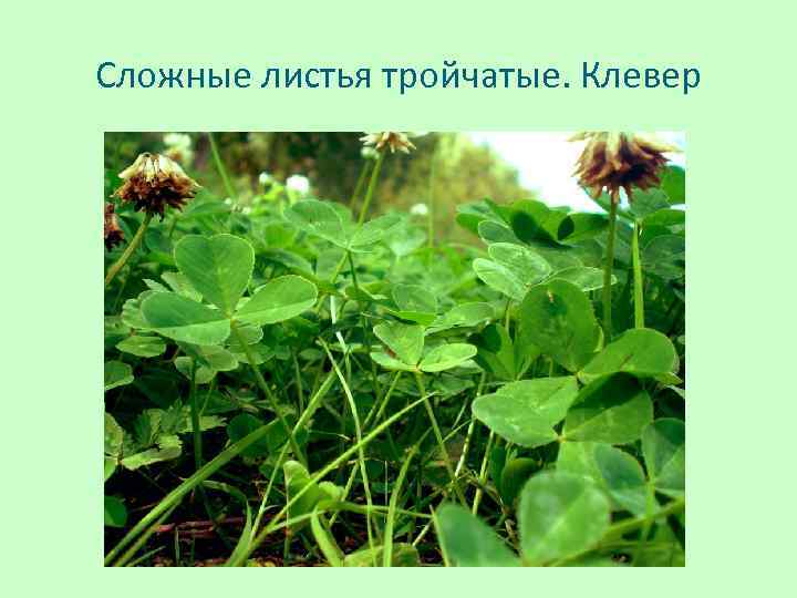 Сложные листья тройчатые. Клевер 