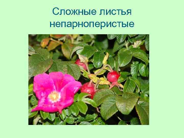 Сложные листья непарноперистые 