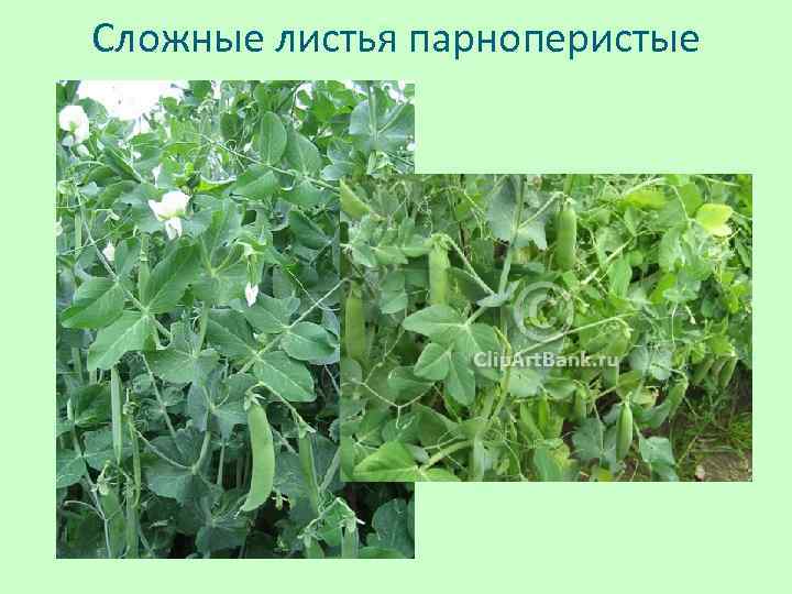 Сложные листья парноперистые 