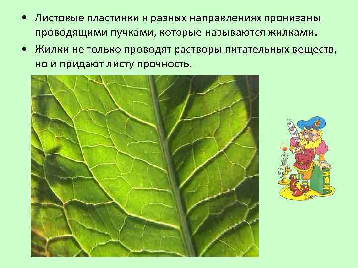  • Листовые пластинки в разных направлениях пронизаны проводящими пучками, которые называются жилками. •