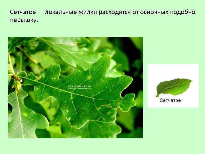 Сетчатое — локальные жилки расходятся от основных подобно пёрышку. 