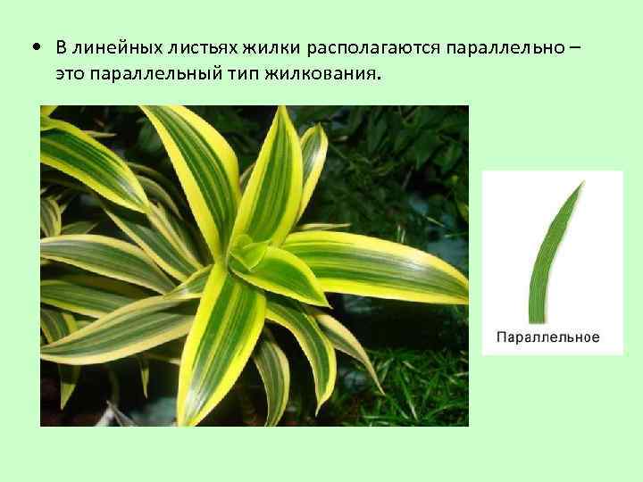  • В линейных листьях жилки располагаются параллельно – это параллельный тип жилкования. 