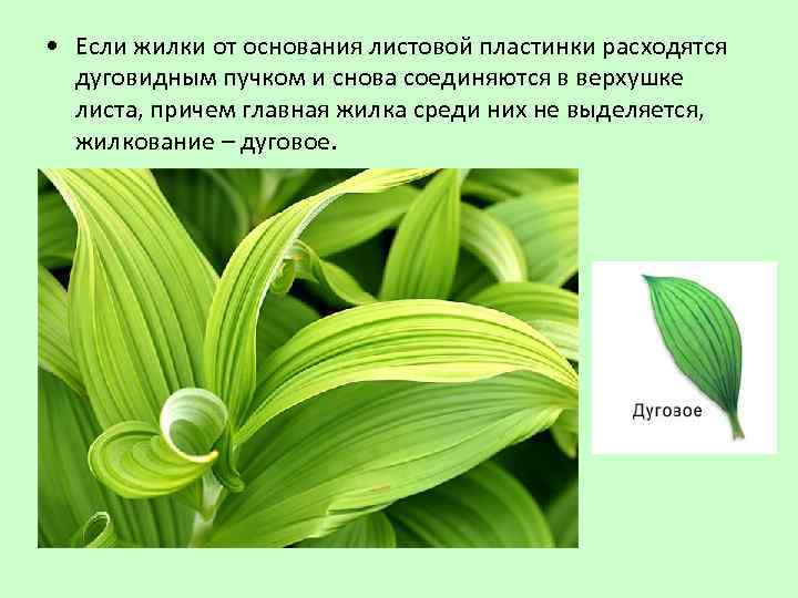  • Если жилки от основания листовой пластинки расходятся дуговидным пучком и снова соединяются