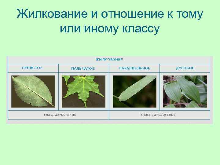 Жилкование и отношение к тому или иному классу 