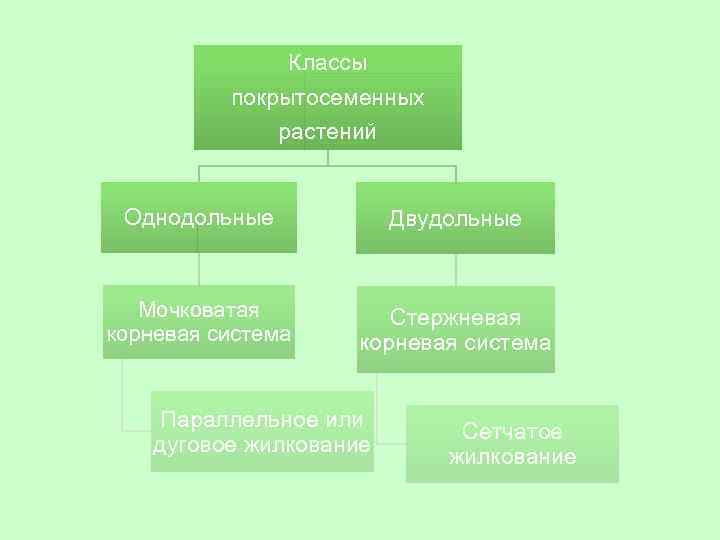 Классы покрытосеменных растений Однодольные Двудольные Мочковатая корневая система Стержневая корневая система Параллельное или дуговое