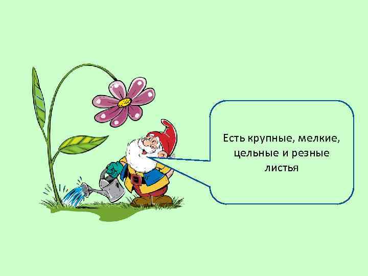 Есть крупные, мелкие, цельные и резные листья 