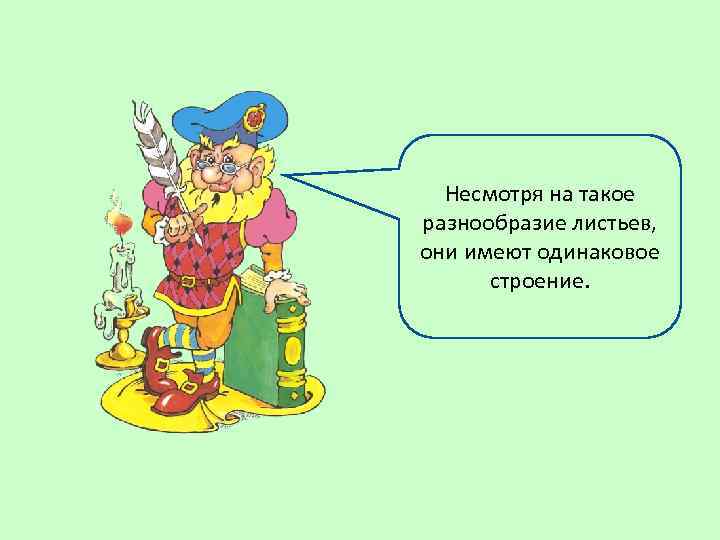 Несмотря на такое разнообразие листьев, они имеют одинаковое строение. 