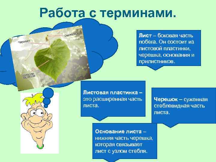 Работа с терминами. Лист – боковая часть побега. Он состоит из листовой пластинки, черешка,
