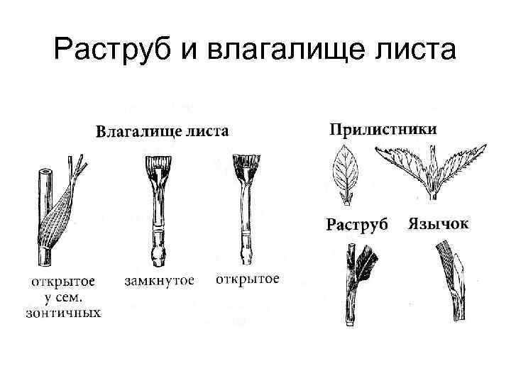 Раструб и влагалище листа 