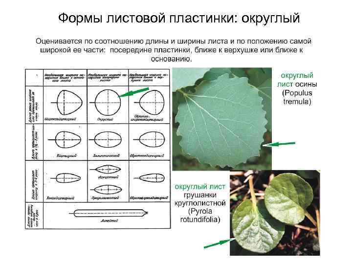 Формы листовой пластинки: округлый 