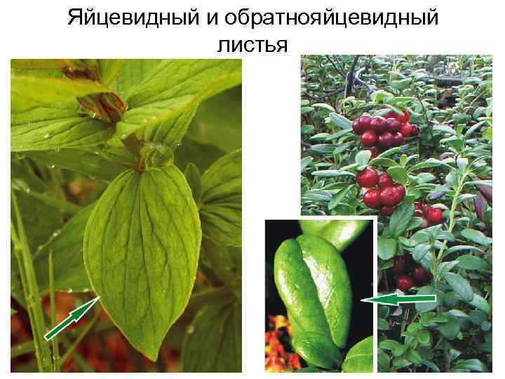 Яйцевидный и обратнояйцевидный листья 