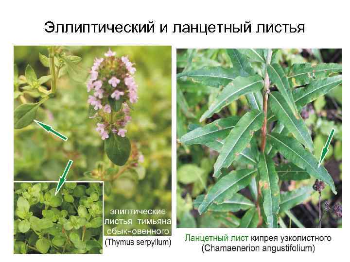 Эллиптический и ланцетный листья 