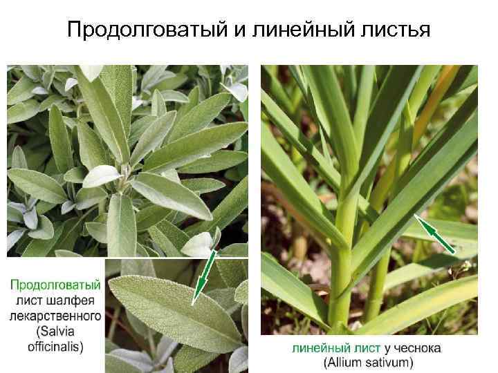 Продолговатый и линейный листья 