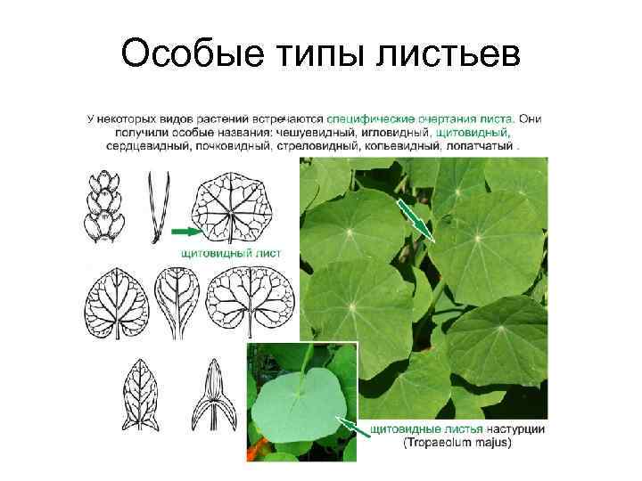 Особые типы листьев 