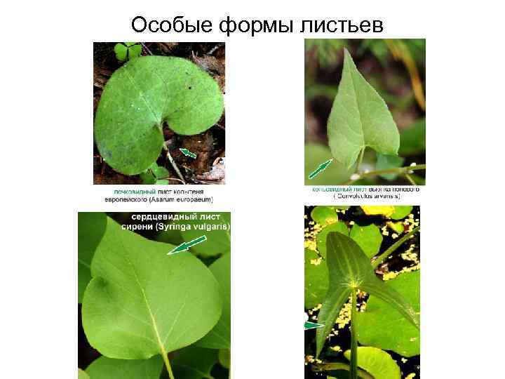 Особые формы листьев 