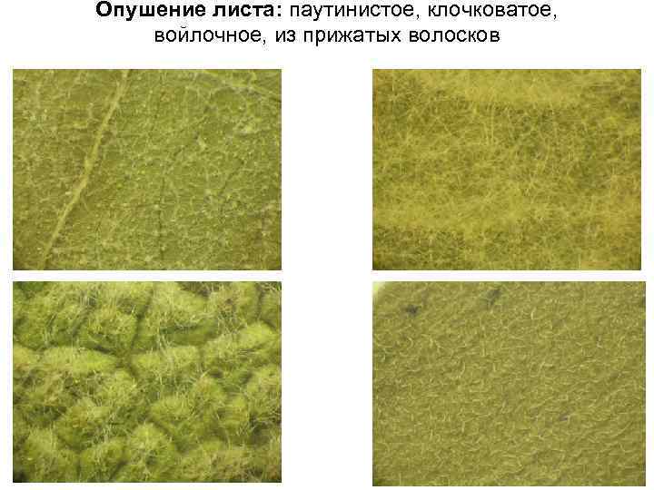Опушение листа: паутинистое, клочковатое, войлочное, из прижатых волосков 