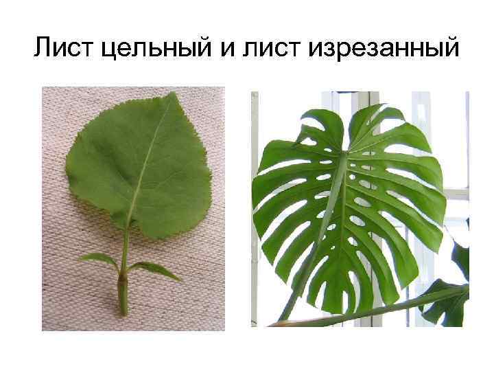 Лист цельный и лист изрезанный 