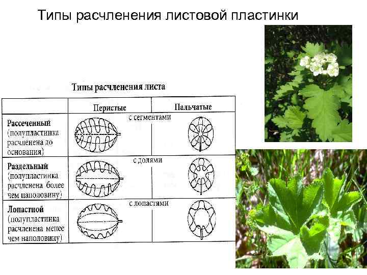 Типы расчленения листовой пластинки 
