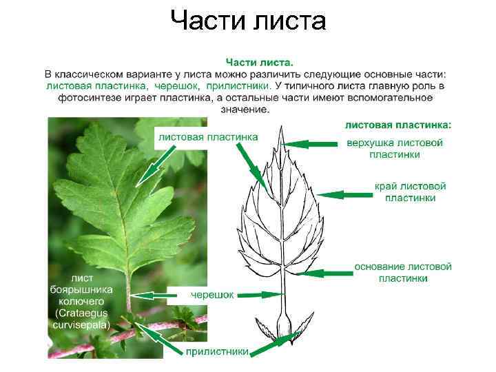 Части листа 