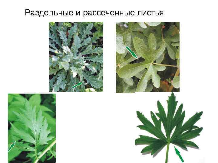 Раздельные и рассеченные листья 