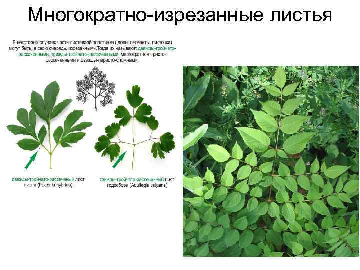 Многократно-изрезанные листья 