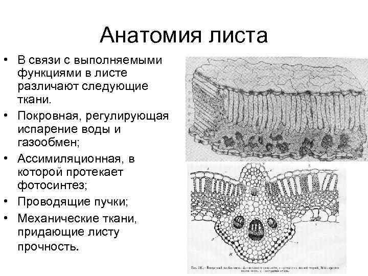 Анатомия листа • В связи с выполняемыми функциями в листе различают следующие ткани. •