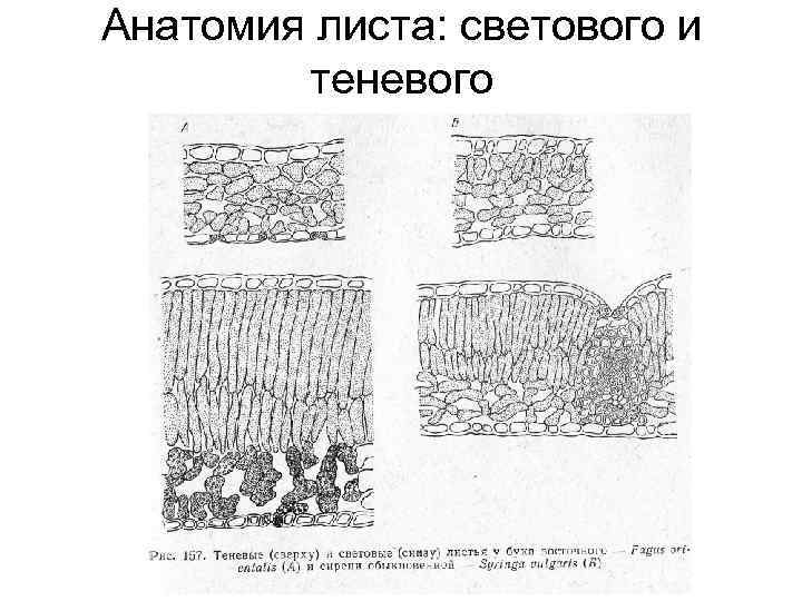 Анатомия листа: светового и теневого 