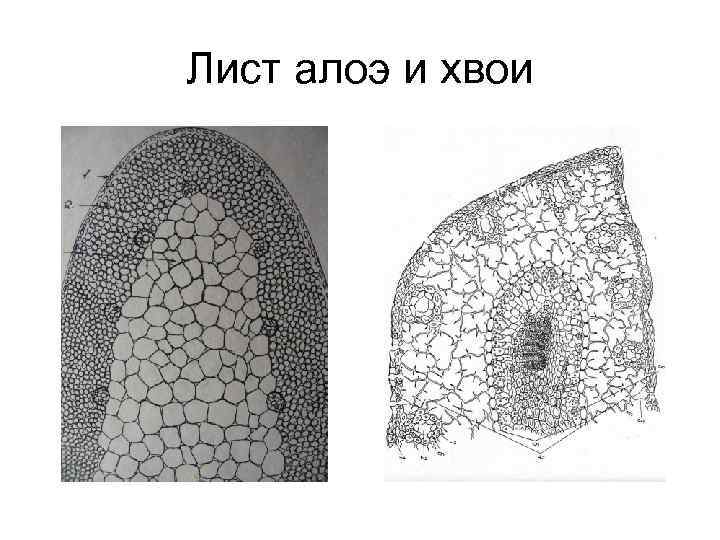 Лист алоэ и хвои 