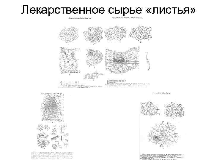 Лекарственное сырье «листья» 
