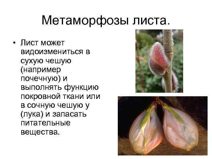 Метаморфозы листа. • Лист может видоизмениться в сухую чешую (например почечную) и выполнять функцию