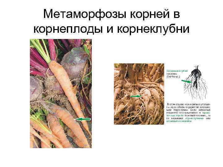 Метаморфозы корней в корнеплоды и корнеклубни 